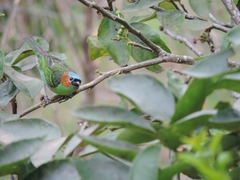 Tangara cyanocephala