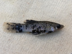 Poeciliidae