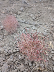 Eriogonum nidularium