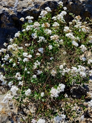 Ageratina havanensis