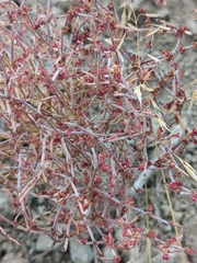 Eriogonum nidularium