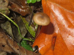 Entoloma conferendum