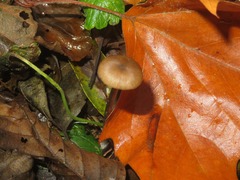 Entoloma conferendum