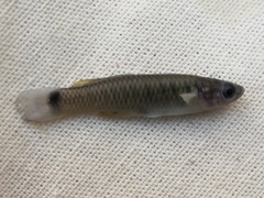 Poeciliidae