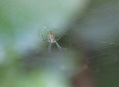 Leucauge argyrobapta