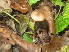 Entoloma conferendum