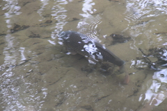 Cyprinus carpio