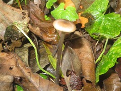 Entoloma conferendum