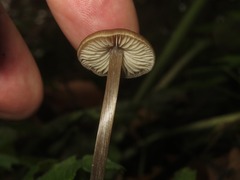 Entoloma conferendum