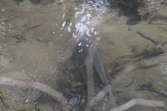 Cyprinus carpio