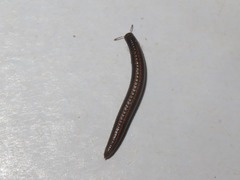 Ommatoiulus sabulosus