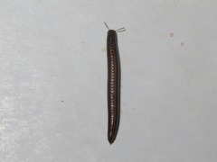 Ommatoiulus sabulosus