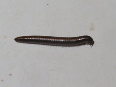 Ommatoiulus sabulosus