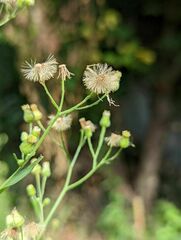Erigeron sumatrensis