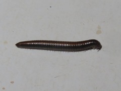 Ommatoiulus sabulosus