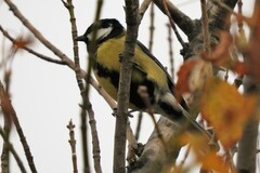 Parus major