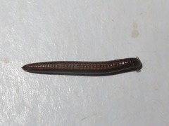 Ommatoiulus sabulosus
