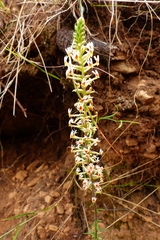 Hebenstretia integrifolia