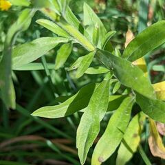 Erigeron sumatrensis