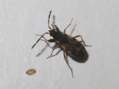 Scolopostethus thomsoni