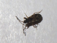 Scolopostethus thomsoni