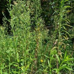 Erigeron sumatrensis