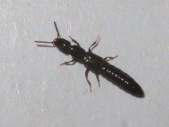 Xantholinus longiventris