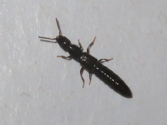 Xantholinus longiventris