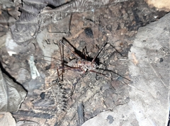 Phalangopsina