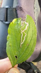 Phytomyza albiceps group