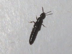 Xantholinus longiventris
