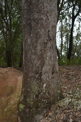Corymbia clarksoniana