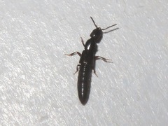 Xantholinus longiventris