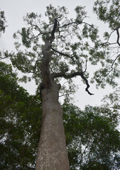 Corymbia clarksoniana