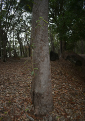 Corymbia clarksoniana