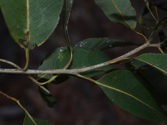 Corymbia clarksoniana