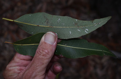 Corymbia clarksoniana