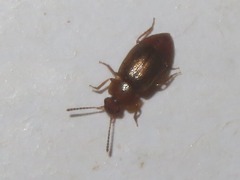 Anthobium unicolor