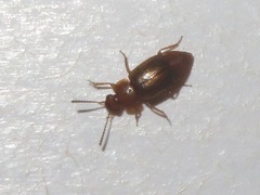 Anthobium unicolor