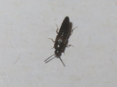 Oxypoda opaca