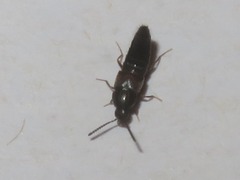 Oxypoda opaca