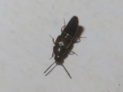 Oxypoda opaca