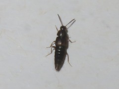 Oxypoda opaca
