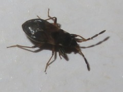 Scolopostethus thomsoni