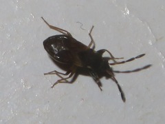 Scolopostethus thomsoni