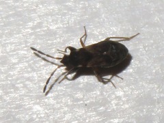 Scolopostethus thomsoni