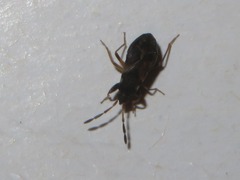 Scolopostethus thomsoni