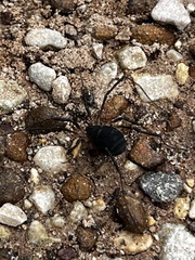 Eumesosoma