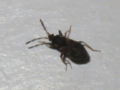 Scolopostethus thomsoni