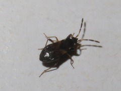 Scolopostethus thomsoni